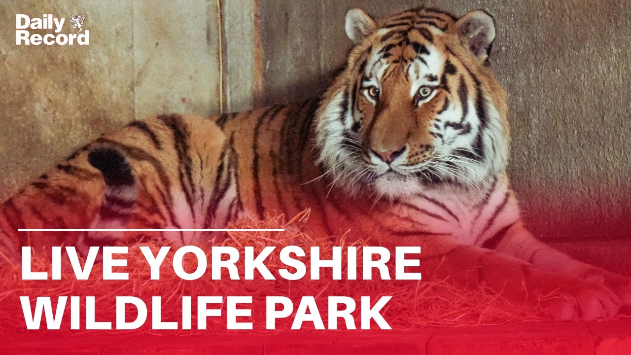 LIVE | Yorkshire Wildlife Park after man killed in tiger attack