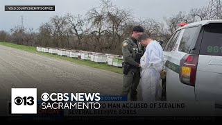 Sacramento man accused of stealing over 170 beehives in Central California