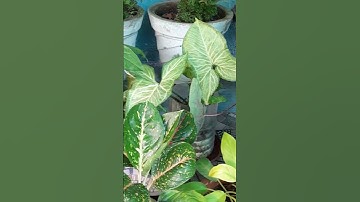 Thumbnail of peace of mind 😌 #music #song #love #plants #koijayejovrindavan