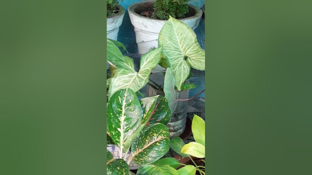peace of mind 😌 #music #song #love #plants #koijayejovrindavan