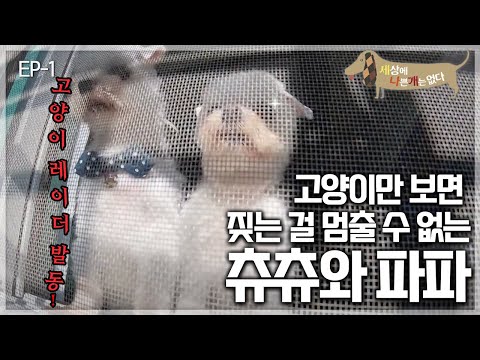 세상에 나쁜 개는 없다 - 멍냥이몽_#001
