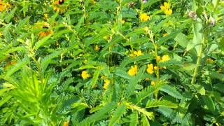 Black Eyed Susans Red Clover and Partridge Pea by Forested 210 views 9 years ago 36 seconds