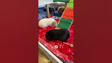 Thumbnail of Why my guinea pig is biting the cage. #guineapigcare #guineapig
