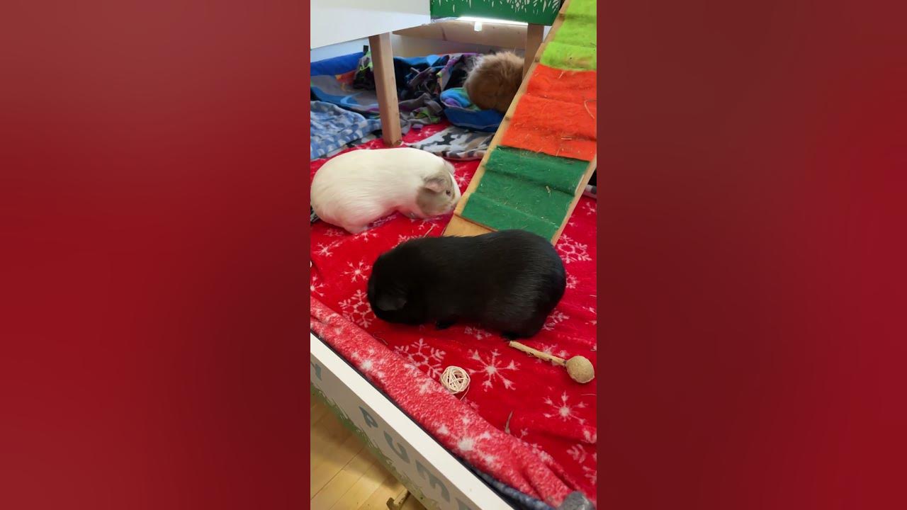 Why my guinea pig is biting the cage. #guineapigcare #guineapig