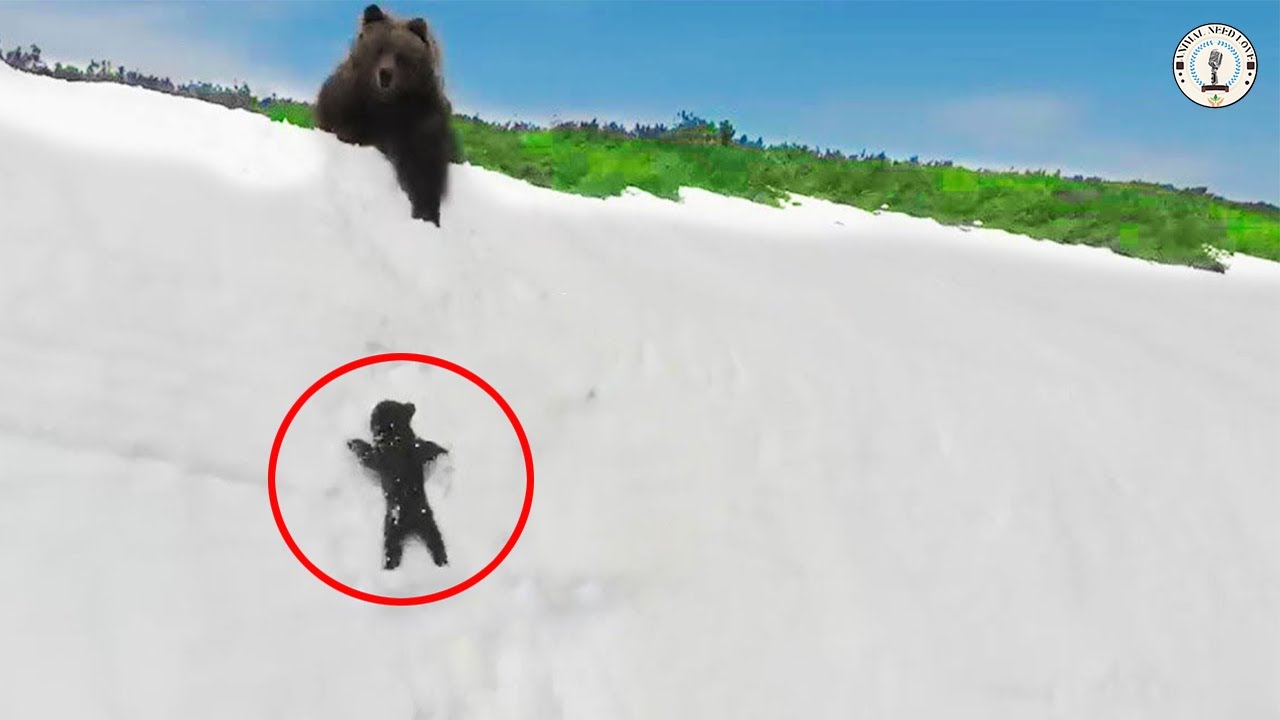 Mama Bear Tearfully Couldn't Save Her Cub But Look Who Came To The ...