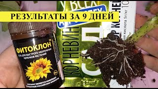 Корневин и фитоклон, какой укоренитель лучше и эффективнее для черенков ГЕРАНИ, результаты за 9 дней