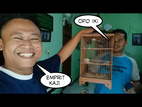 Surprise, ngasih hadiah dadakan kesahabat, karena habis kena sial kenarinya mati 😁