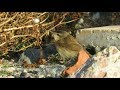 Paddyfield Warbler Acrocephalus Agricola Veldrietzanger Zeebrugge Belgium 19 10 2018 Paddyfield Warbler Acrocephalus Agricola Veldrietzanger Zeebrugge Belgium 19 10 2018
