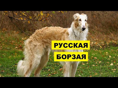 Собака Русская борзая плюсы и минусы породы | Собаководство | Порода Русская борзая