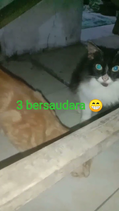 #cutecat #cutecat #cat #viral #entertainment #onoykelana