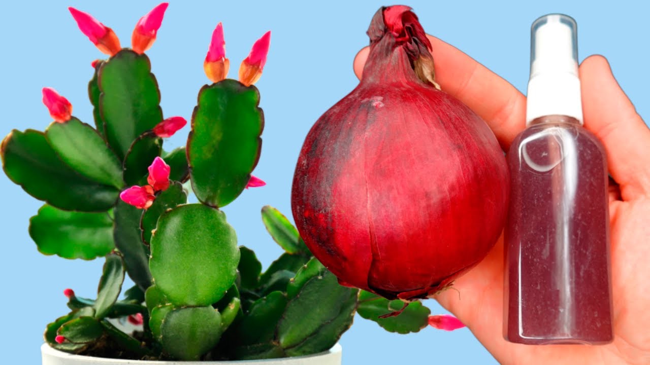 1 Капля Под Любой Цветок Попрут на Глазах! Проверенный Рецепт Подкормить Цветок!