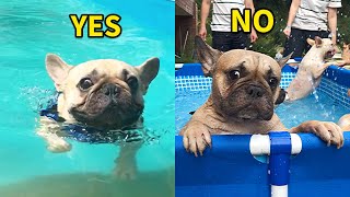 Funny Differences Between My Male And Female French Bulldogs **Try Not To Laugh