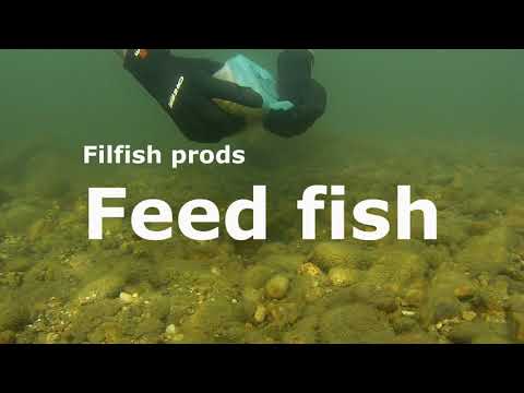 Feed fish - YouTube