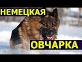 Немецкая овчарка: описание и характеристика породы