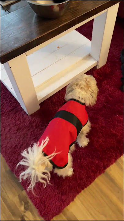 When Your Dog Hates the Raincoat ☔️ Rainy Morning with Chico | Small Business Life Behind the Scenes