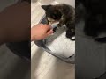 My cute clumsy cat 🥰 #cute #cat #kitten #tiktok