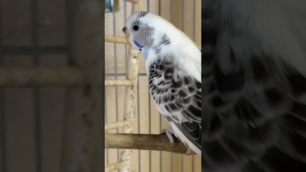 Очаровательная птичка 😲