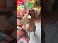 Golden Retriever Trade Time #shorts #dogs