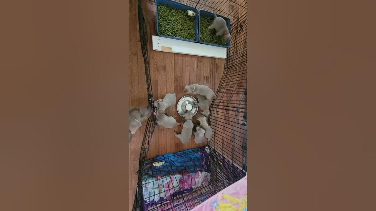 Puppy litter box training with Alfalfa pellets. YouTube