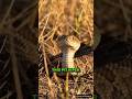 This Pit Viper Never Chases 😱 Deadly Snake Strike Explained #wildlifeshailesh #facts