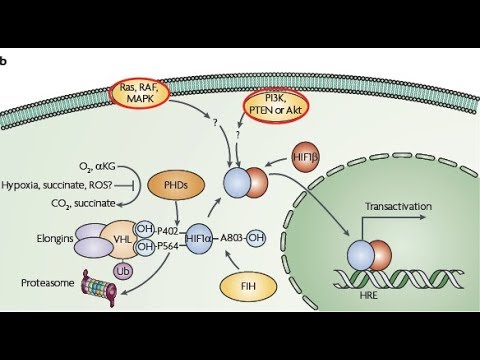 Video: Samspelet Mellan HIF-la Och Icke-kodande RNA I Cancer