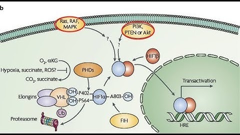 Hypoxia Inducible factor 1 (HIF-1) pathway | Cancer metabolism | Hallmarks of cancer explained