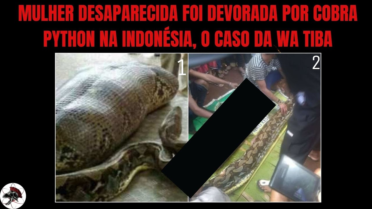 Mulher desaparecida é encontrada dentro de cobra píton, Cobra Python atacou e devorou Wa Tiba