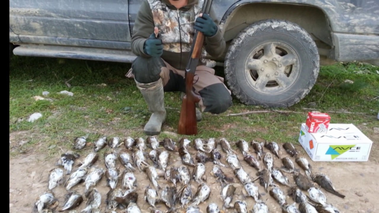 Turdus (song trush) Hunting in Cyprus Caza de Zorzales Kıbrıs ta