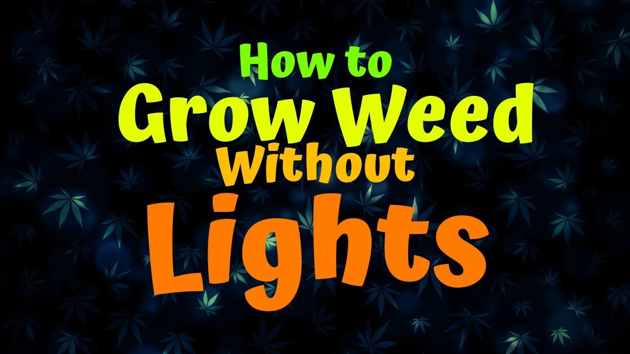 How To Grow Weed Without Lights Youtube