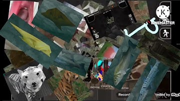 White tiger falling add round 16