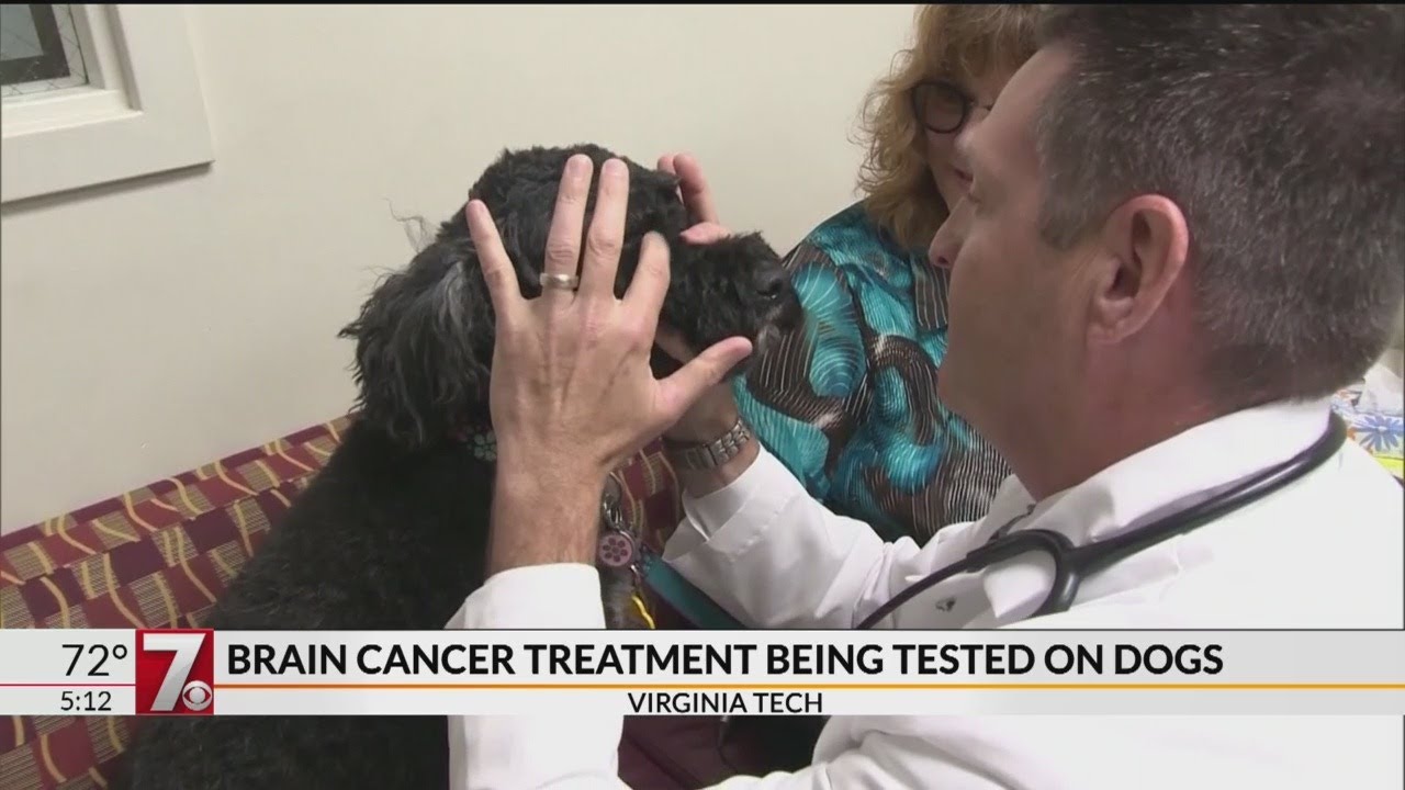 Brain cancer treatment being tested on dogs YouTube