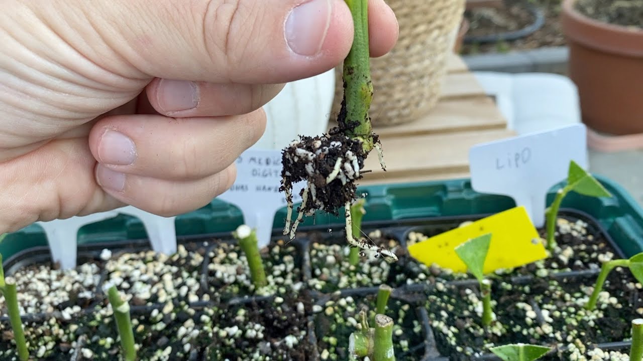 Odc. 163 - Ukorzenione zrazy cytrusów. Na co uważać i co dalej z nimi zrobić.