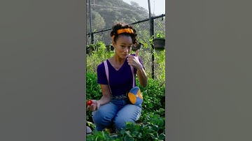 Blippi’s Adventure at the Ranch on the Pier 🐴🎡