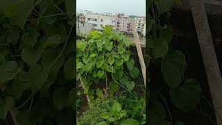 plant giloy gardeningvideos flowers viral garden shorts