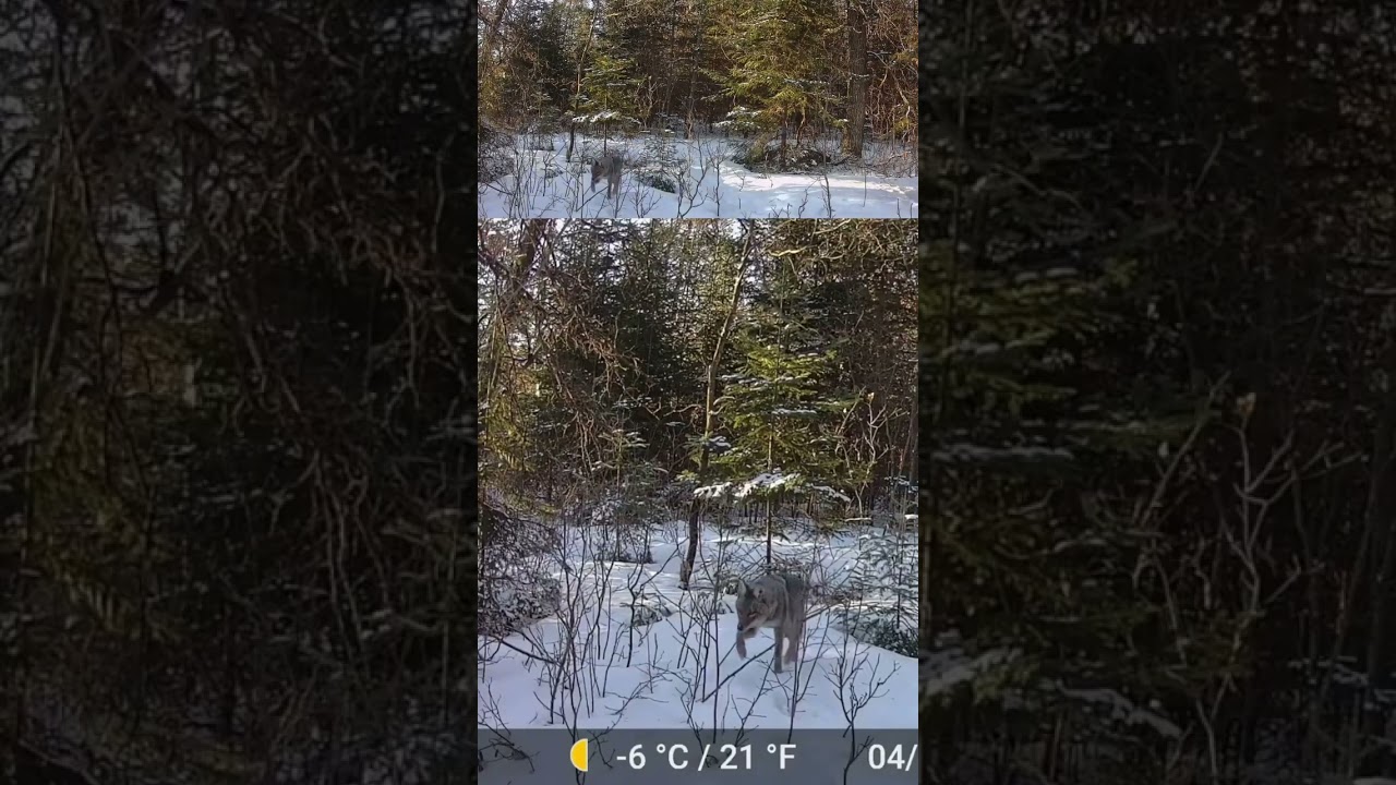 Tomahawk Wisconsin, video from 715TrailCams. pt3 