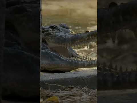 Elvis The Crocodile Gets Dinner | The Zoo