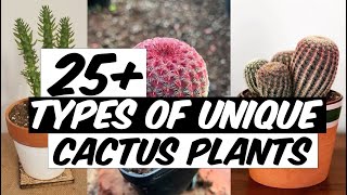 27 Types of Unique Cactus Plants - The Planet of Greens
