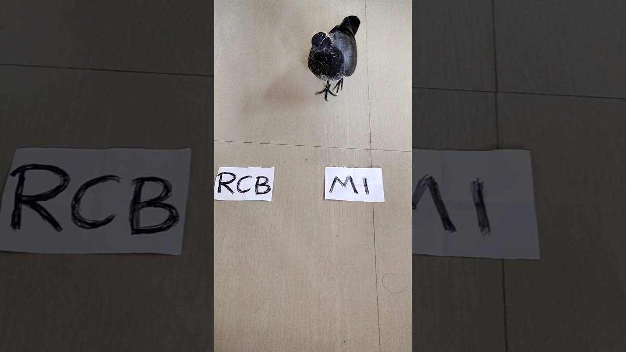 RCB vs MI prediction by pigeon 