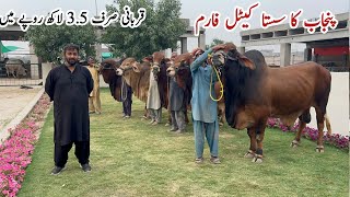 Punjab ka sb sy Sasta Cattle Farm Qurbani 2024 ll Abdul Mannum Cattle farm #qurbani_2024 #mandi #cow