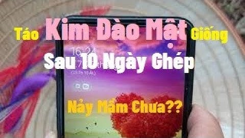 Cây Táo Giống Kim Đào Mật Giống  Mới Ghép Đã Nảy Mầm l Nui Doi Luc Ngạn 98