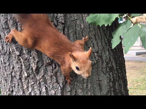 🐿 Встретили белку в городе/ парк Металлургов