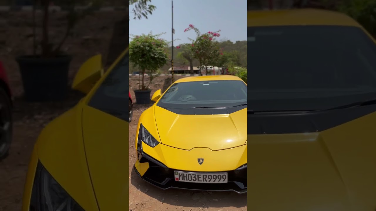 Butterflies, in GO GREEN garden,