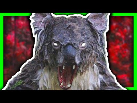 why koalas should go extinct