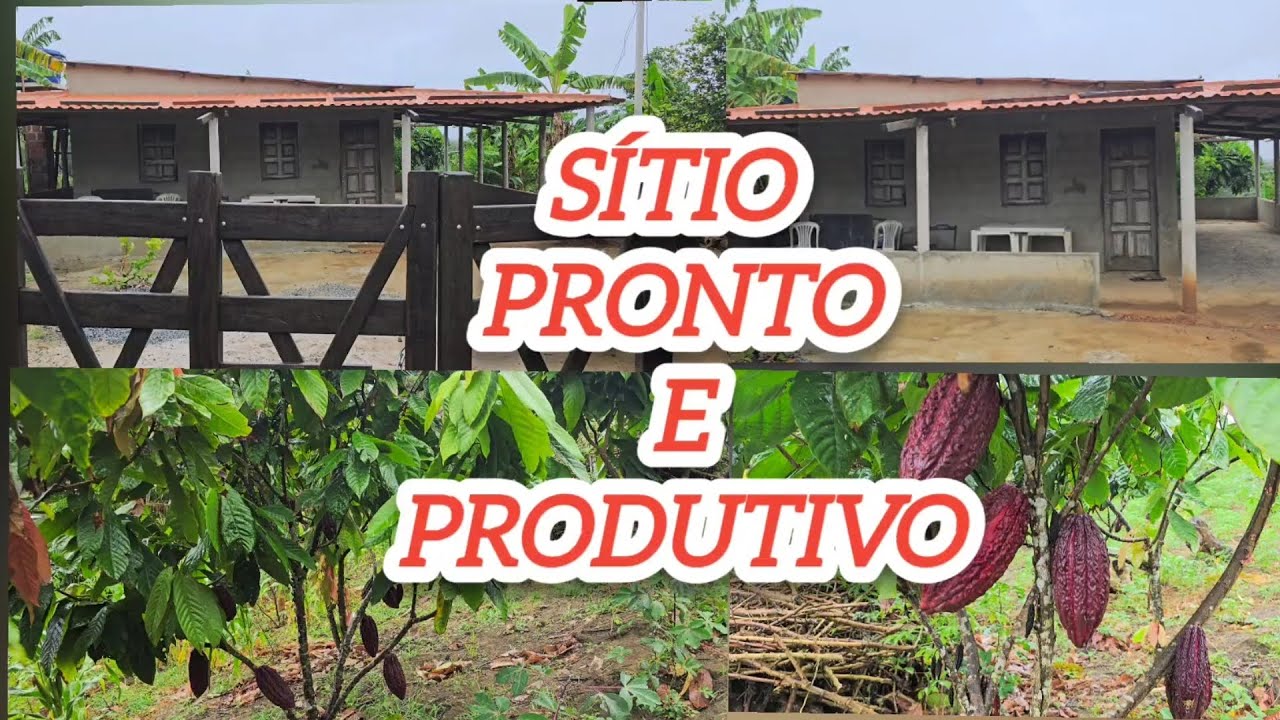 VENDIDA/SÍTIO A VENDA DE 2 HECTARES PRODUTIVO NASCENTE , CACAU JA PRODUZINDO 160 MIL #avendanabahia 