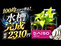 【激安アクア】100均だけでガチ構築！ダイソーの550円水槽を最強の4重ろ過システムへ大改造してみた【淡水魚 アクアリウム】