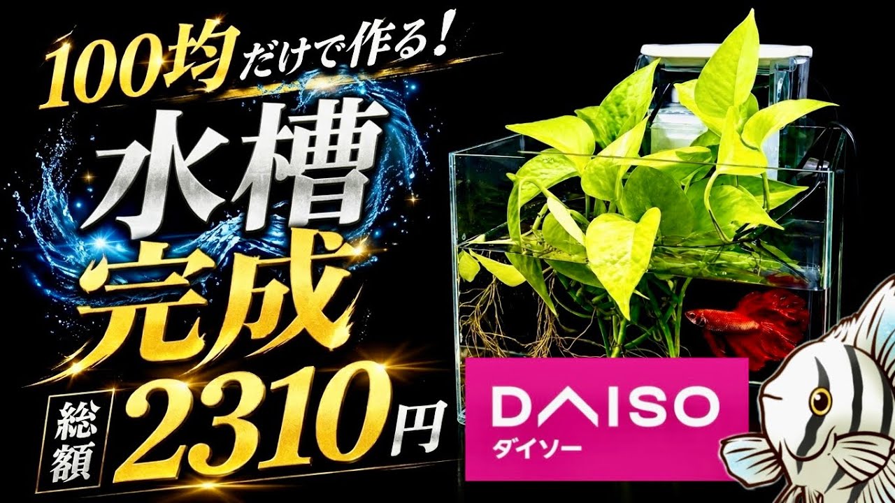 【激安アクア】100均だけでガチ構築！ダイソーの550円水槽を最強の4重ろ過システムへ大改造してみた【淡水魚 アクアリウム】