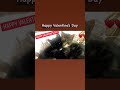 Happy Valentine’s Day.    Martina McBride Valentine Sung by Francesca