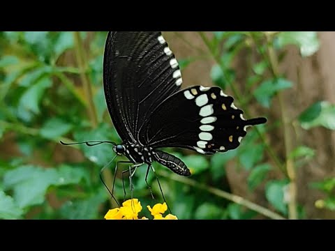 Malabar Banded Swallowtail Butterfly | Papilio Liomedon | Redmi Note 9 Pro Max