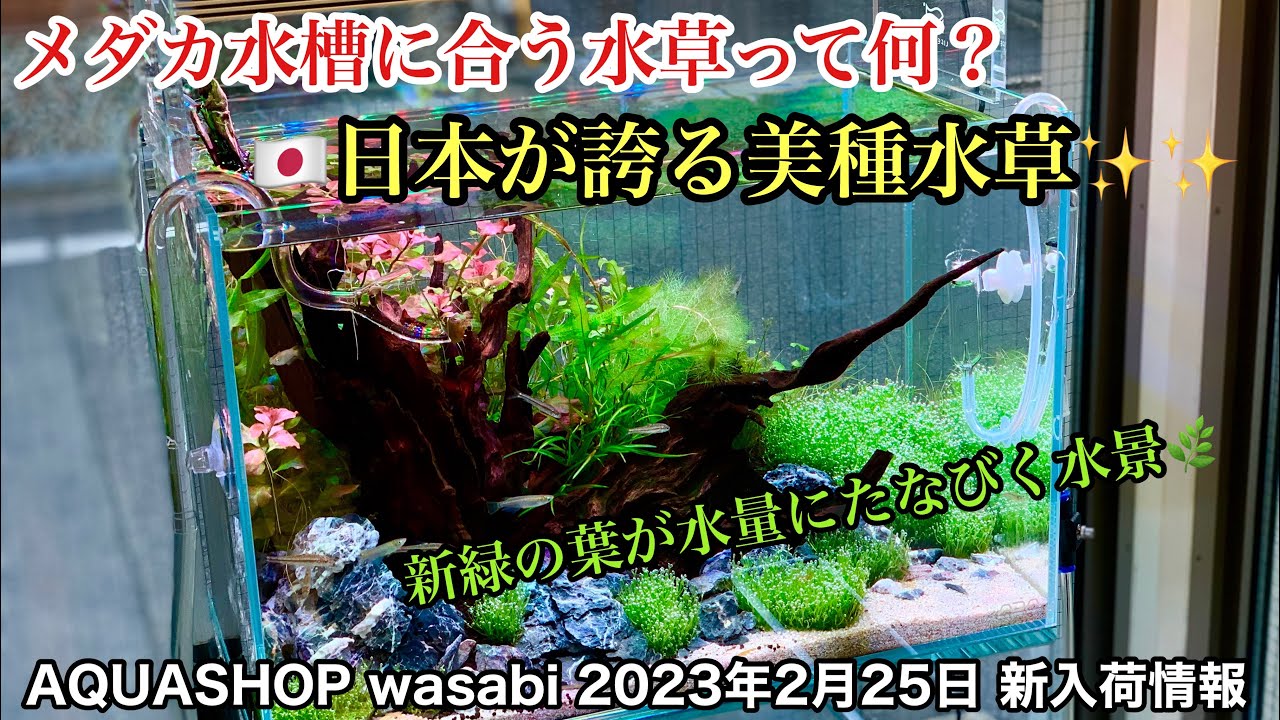 ☆杜のメダカ☆★60㎝水槽 水草レイアウト完成品 ネイチャーアクアリウム ADA製品使用 引き取りor仙台市内配送 メダカの水草レイアウトセット | チャーム