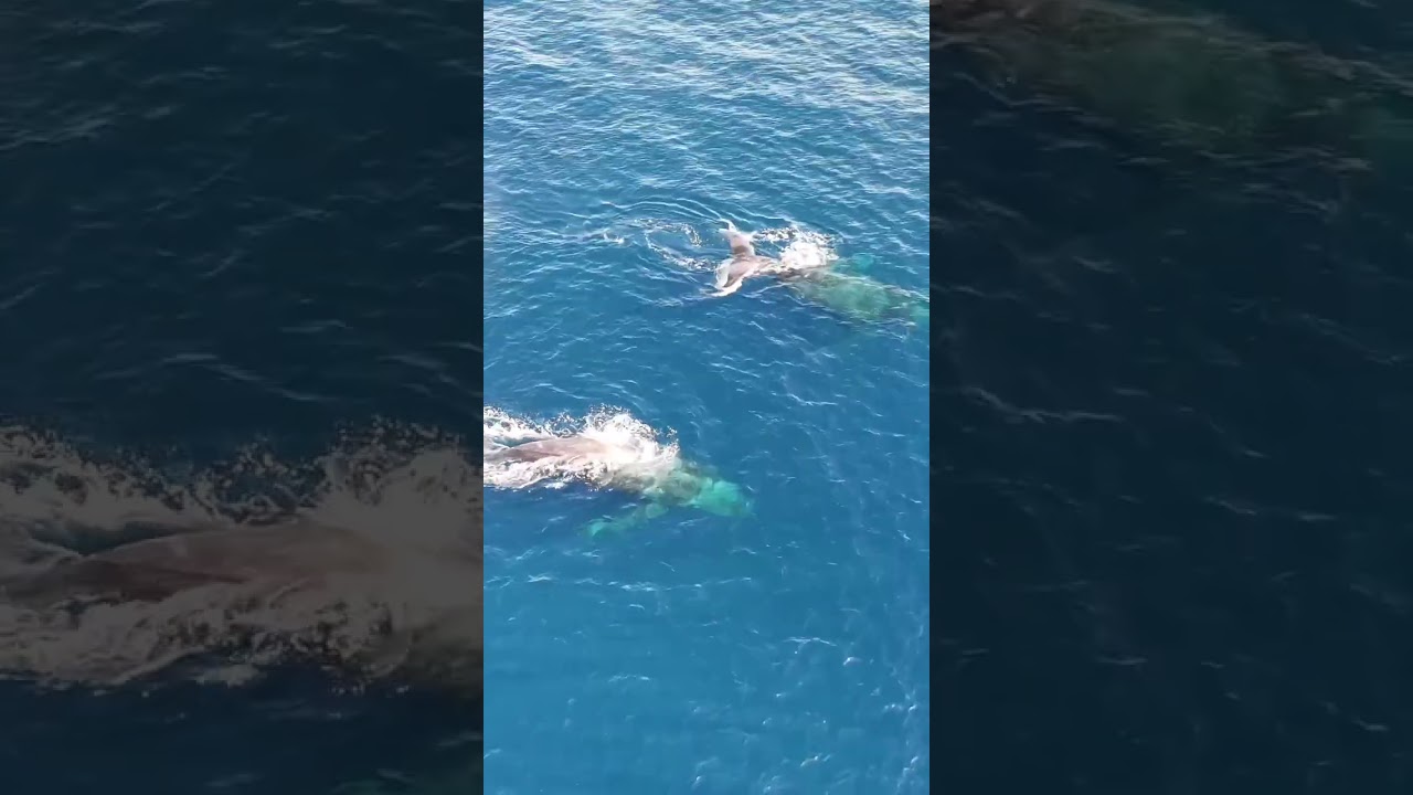 ザトウクジラ親子に雄のエスコート！